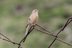 Emberiza hortulana
