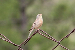 Emberiza hortulana
