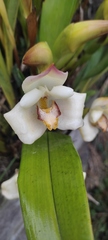 Maxillaria