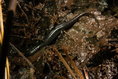 Desmognathus fuscus