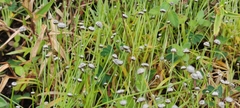 Eriocaulon