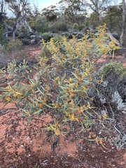 Acacia notabilis