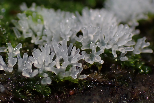 Šakotasis gleivukas nuotrauka