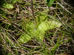 Pinguicula