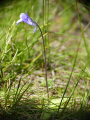 Pinguicula