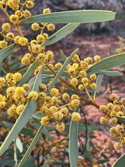 Acacia notabilis