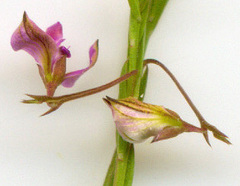 Polygala lehmanniana