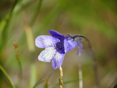 Pinguicula