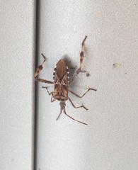 Leptoglossus occidentalis