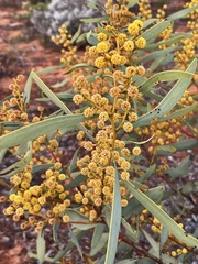 Acacia notabilis