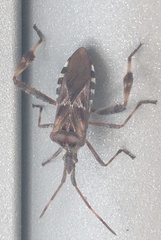 Leptoglossus occidentalis