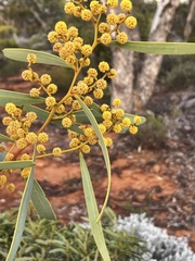 Acacia notabilis