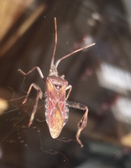 Leptoglossus occidentalis