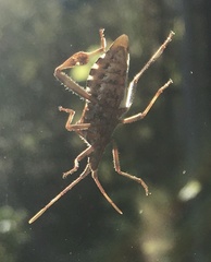 Leptoglossus occidentalis