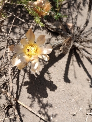 Pterocactus tuberosus