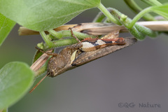 Xenocatantops brachycerus