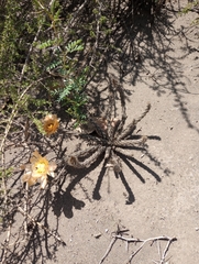 Pterocactus tuberosus