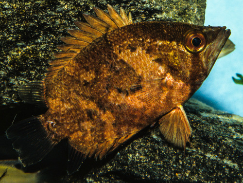 African leaffish (Polycentropsis abbreviata) — Nandidae