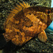 African Leaffish - Photo (c) Francois Libert, some rights reserved (CC BY-NC), uploaded by Francois Libert