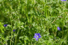 Erodium crinitum