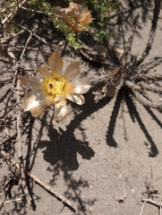 Pterocactus tuberosus