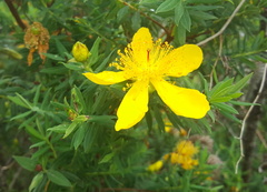 Hypericum revolutum