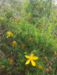 Hypericum revolutum