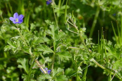 Erodium crinitum
