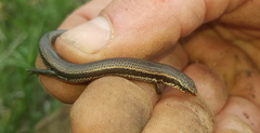 Panaspis wahlbergii