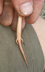 Panaspis wahlbergii