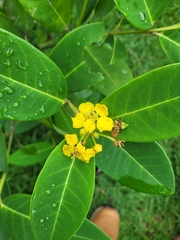 Stigmaphyllon paralias