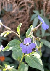 Browallia americana