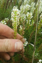 Hebenstretia integrifolia