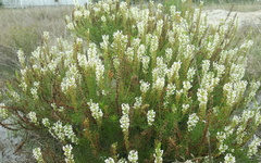 Hebenstretia integrifolia