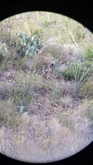 Odocoileus hemionus eremicus