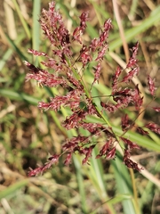 Sorghum halepense