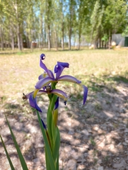 Iris spuria