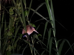 Ixobrychus sinensis