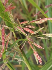 Sorghum halepense