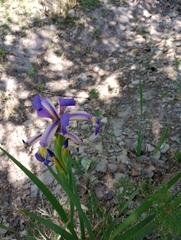 Iris spuria