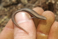 Panaspis wahlbergii