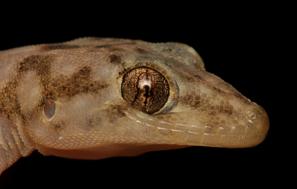 Haacke's Flat Gecko