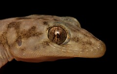 Afroedura haackei