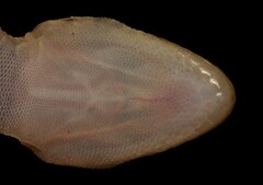 Afroedura haackei