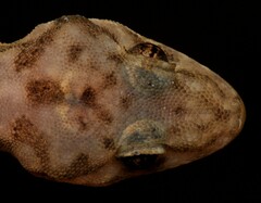 Afroedura haackei