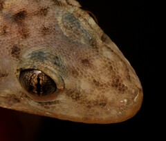 Afroedura haackei