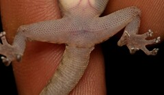 Afroedura haackei