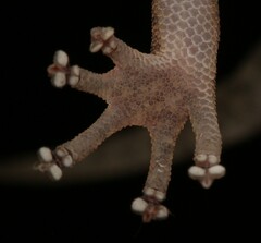 Afroedura haackei