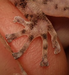 Afroedura haackei