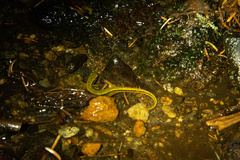 Eurycea wilderae